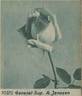 General-Superior Arnold Janssen rose photo