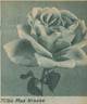 Max Krause rose photo