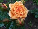 Clementine ® rose photo