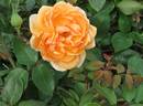 Lady Huntingfield rose photo