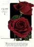 E. G. Hill rose photo