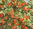Pillar of Fire rose photo
