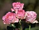 Morpheus rose photo