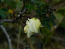 1-72-1Hugonis flore plena rose photo