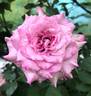 English Perfume ™ rose photo