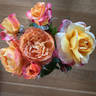 Diane Loomer rose photo
