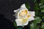 Golden Dawn rose photo