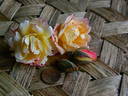 SO17Hug#1 rose photo