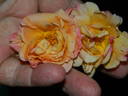 SO17Hug#1 rose photo
