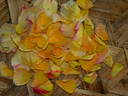 SO17Hug#1 rose photo