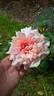 Prince de Bulgarie rose photo