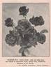 Princeps rose photo