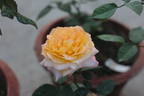 Beryl Bach rose photo