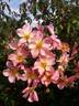 Lens Flair rose photo