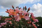 Lens Flair rose photo