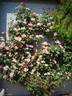 Lens Flair rose photo