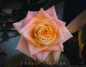 Lovely Hearts ® rose photo