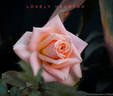 Lovely Hearts ® rose photo
