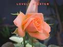 Lovely Hearts ® rose photo
