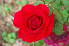 Obsession™ rose photo