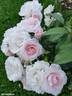 Many Happy Returns rose photo