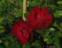 Brick House ™ rose photo