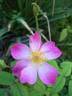 Pink Pink rose photo