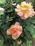 F. J. Lindheimer rose photo