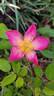 Pink Pink rose photo