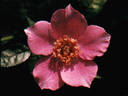 Zelda Lloyd rose photo