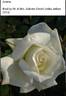 Amma rose photo