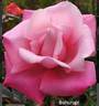 Bahurupi rose photo