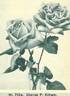 Charles P. Kilham rose photo