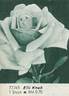 Elli Knab rose photo
