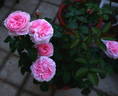 Miranda rose photo