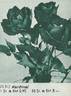 Kardinal rose photo