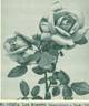 Los Angeles rose photo