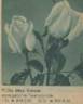 Max Krause rose photo