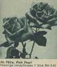 Pink Pearl rose photo