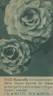 Rosenelfe rose photo