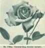General-Superior Arnold Janssen rose photo
