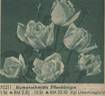Blumenschmidt's Elfenkönigin rose photo