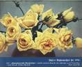 Blumenschmidt's Elfenkönigin rose photo