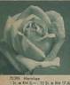 Narzisse rose photo