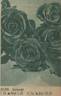 Granat rose photo