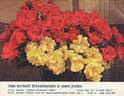 Poulsen's Yellow rose photo
