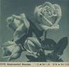 Narzisse rose photo