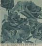 Carl Kempkes rose photo