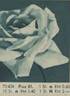 Pius XI rose photo