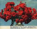 Eutin rose photo